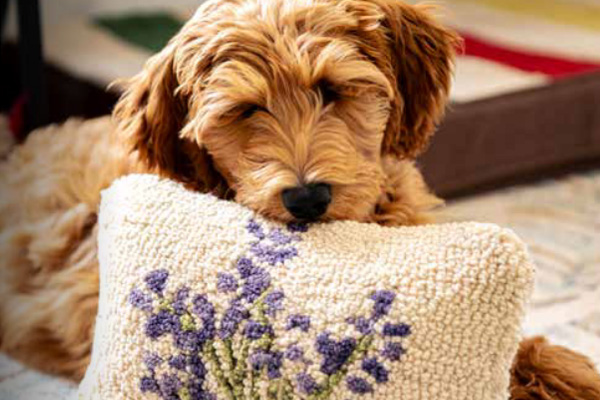 c4c-2020-catalog-cover