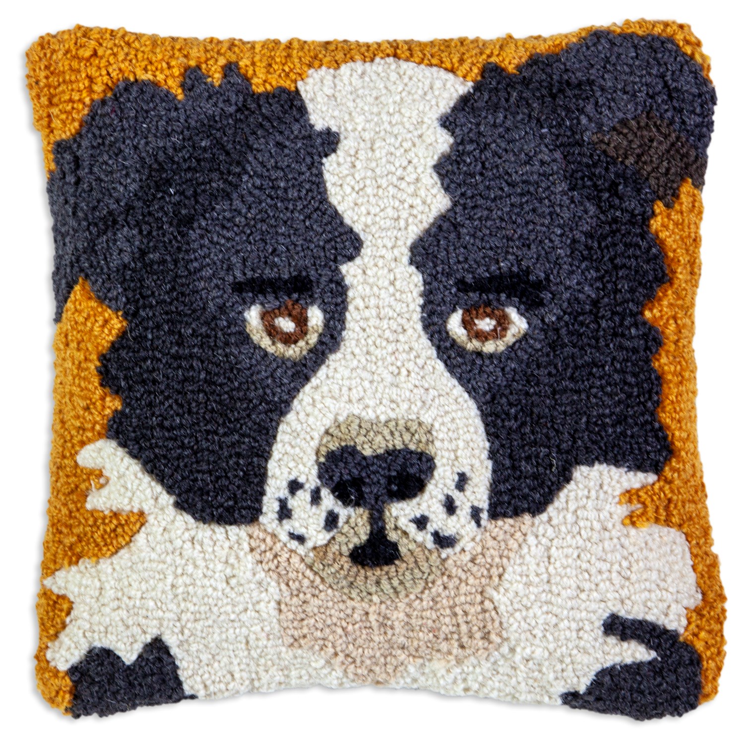 Picture of Border Collie